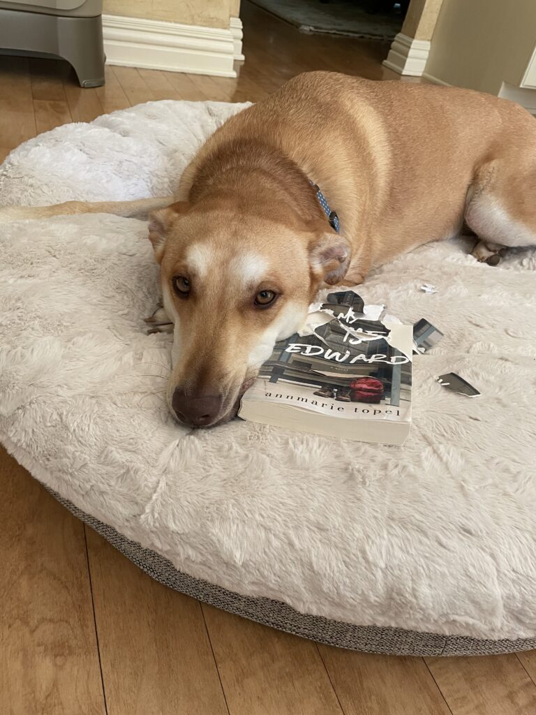 A Dog with Torn Book